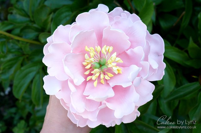 Open Peony tutorial
