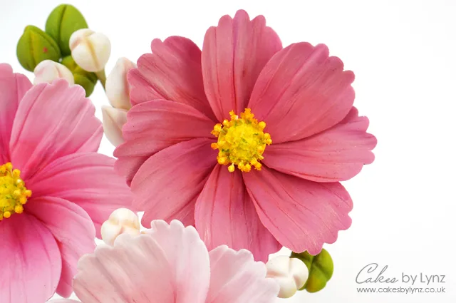 Cosmos Flower tutorial